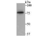 SENP1 Antibody in Western Blot (WB)