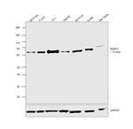 SENP1 Antibody in Western Blot (WB)