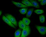 PIST Antibody in Immunocytochemistry (ICC/IF)