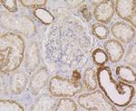 PIST Antibody in Immunohistochemistry (Paraffin) (IHC (P))