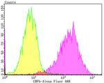 CBF beta Antibody in Flow Cytometry (Flow)