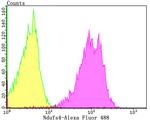 NDUFS4 Antibody in Flow Cytometry (Flow)