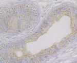 Aconitase 2 Antibody in Immunohistochemistry (Paraffin) (IHC (P))