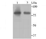 Aconitase 2 Antibody in Western Blot (WB)