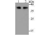 CD79a Antibody in Western Blot (WB)