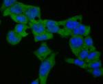 LYPLA1 Antibody in Immunocytochemistry (ICC/IF)