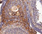 BMP-15 Antibody in Immunohistochemistry (Paraffin) (IHC (P))