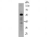 BMP-15 Antibody in Western Blot (WB)