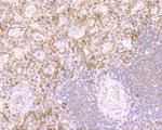 DEFA1 Antibody in Immunohistochemistry (Paraffin) (IHC (P))