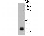 DEFA1 Antibody in Western Blot (WB)