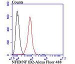 NFIB Antibody in Flow Cytometry (Flow)