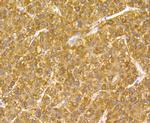 GPX1 Antibody in Immunohistochemistry (Paraffin) (IHC (P))