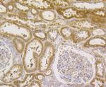 GPX1 Antibody in Immunohistochemistry (Paraffin) (IHC (P))