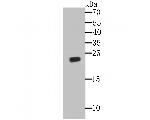 GPX1 Antibody in Western Blot (WB)