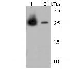 Carbonic Anhydrase II Antibody in Western Blot (WB)