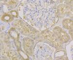 Carbonic Anhydrase II Antibody in Immunohistochemistry (Paraffin) (IHC (P))