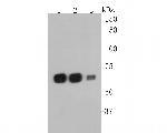 SERPINC1 Antibody in Western Blot (WB)