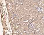 SERPINC1 Antibody in Immunohistochemistry (Paraffin) (IHC (P))