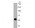 SERPINC1 Antibody in Western Blot (WB)