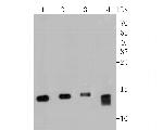 MGST1 Antibody in Western Blot (WB)