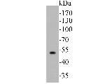 Thymidine Phosphorylase Antibody in Western Blot (WB)