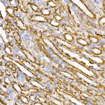 TOM20 Antibody in Immunohistochemistry (Paraffin) (IHC (P))