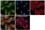 CDK1 Antibody in Immunocytochemistry (ICC/IF)