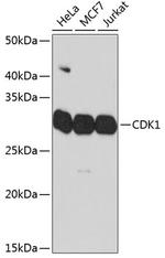 CDK1 Antibody in Western Blot (WB)