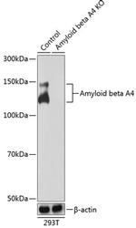Amyloid Precursor Protein Antibody