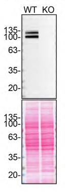 Amyloid Precursor Protein Antibody