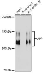 Amyloid Precursor Protein Antibody in Immunoprecipitation (IP)