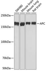 Protein APC Antibody in Western Blot (WB)