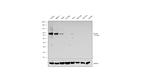 CD105 Antibody in Western Blot (WB)
