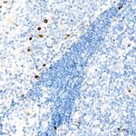 CD63 Antibody in Immunohistochemistry (Paraffin) (IHC (P))