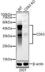 CD63 Antibody