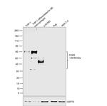 CD63 Antibody