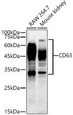 CD63 Antibody in Western Blot (WB)