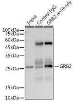 GRB2 Antibody in Immunoprecipitation (IP)