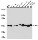 GRB2 Antibody in Western Blot (WB)