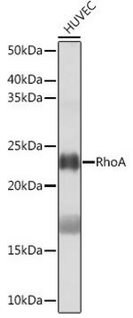 RhoA Antibody in Western Blot (WB)