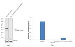 TDP-43 Antibody