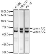 Lamin A/C (4C11) Mouse mAb