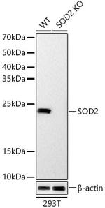 SOD2 Antibody in Western Blot (WB)