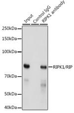 RIP1 Antibody in Immunoprecipitation (IP)