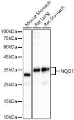 NQO1 Antibody in Western Blot (WB)