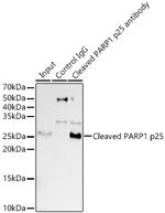 PARP1 (cleaved Asp214) Antibody in Immunoprecipitation (IP)