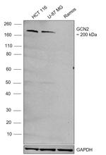 GCN2 Recombinant Monoclonal Antibody (1G2Z4) (MA5-35353)
