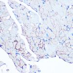 Flotillin 1 Antibody in Immunohistochemistry (Paraffin) (IHC (P))