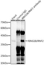 RNF2 Antibody in Immunoprecipitation (IP)