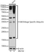 Ub-K48 Antibody in Western Blot (WB)